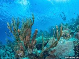 Bonaire