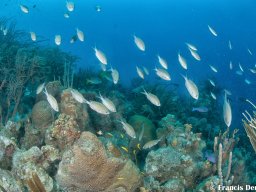 Bonaire